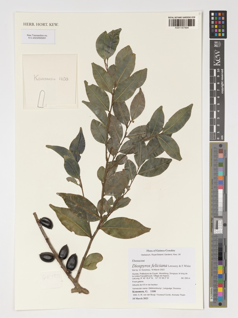 Diospyros feliciana photo 5