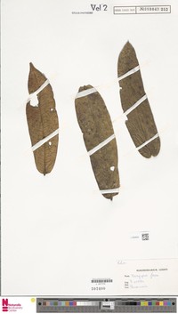 Diospyros ferox