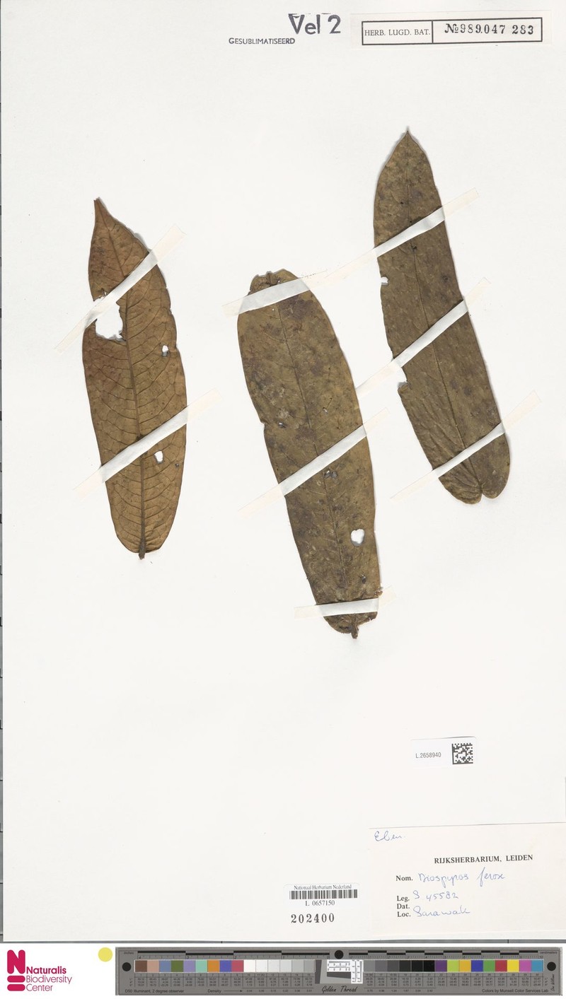 Diospyros ferox