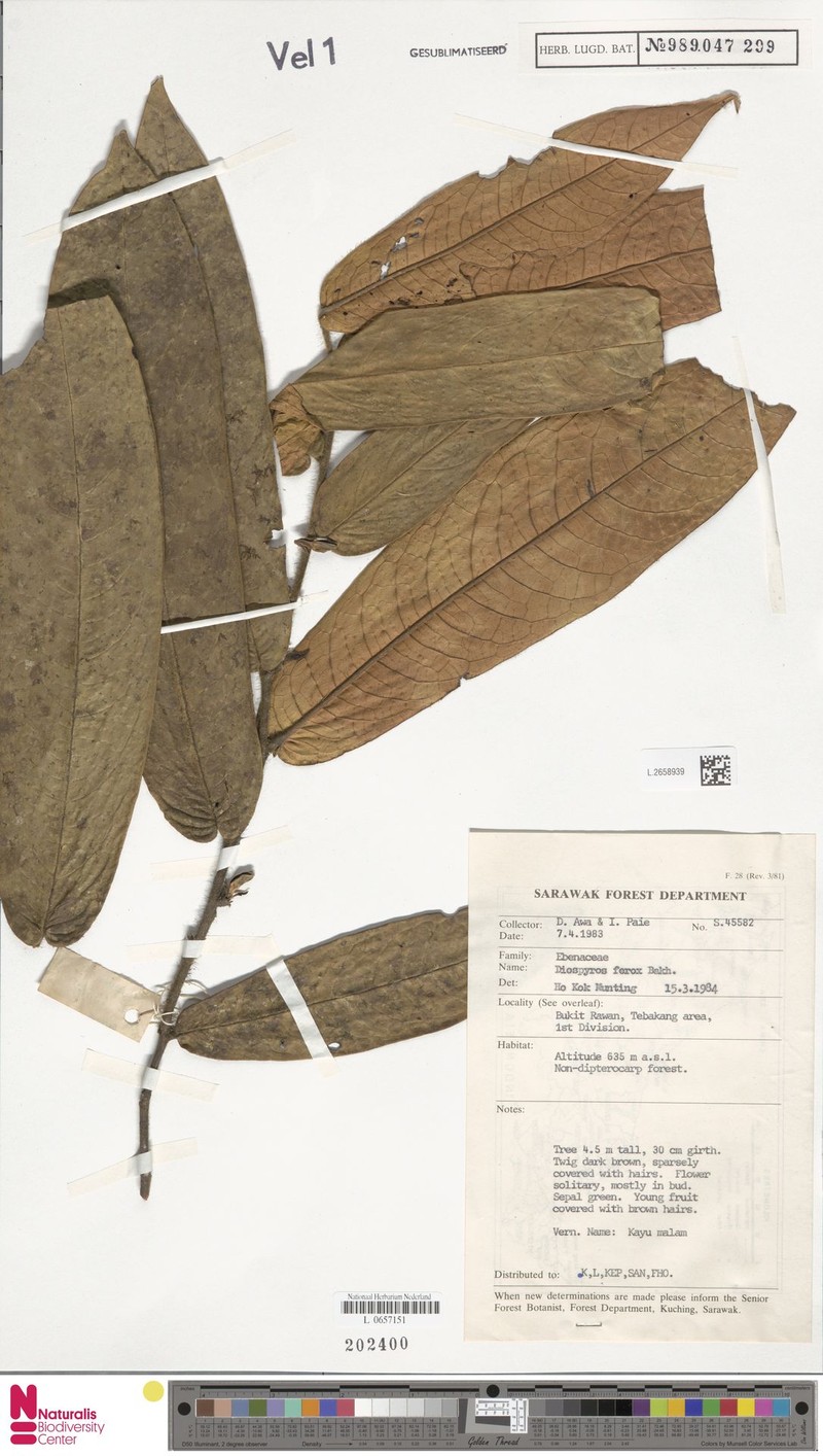 Diospyros ferox photo 2
