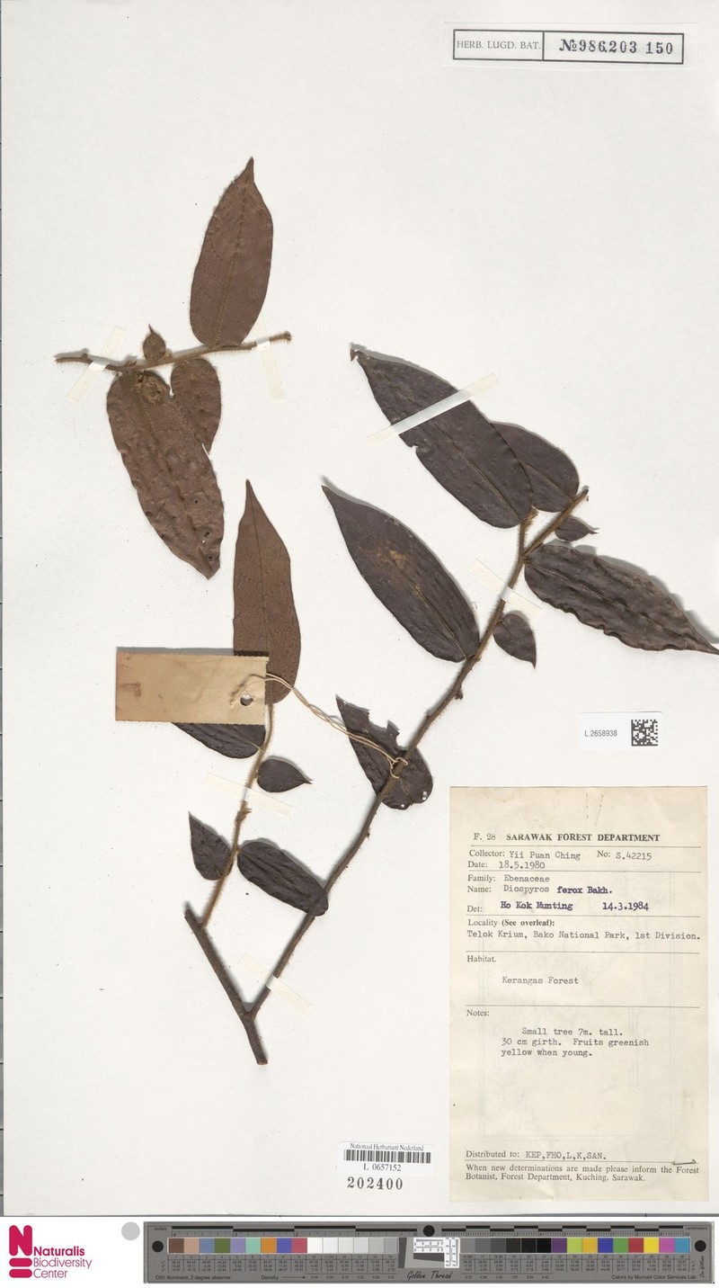 Diospyros ferox photo 3