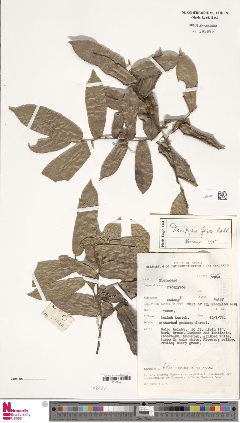 Diospyros ferox photo 4