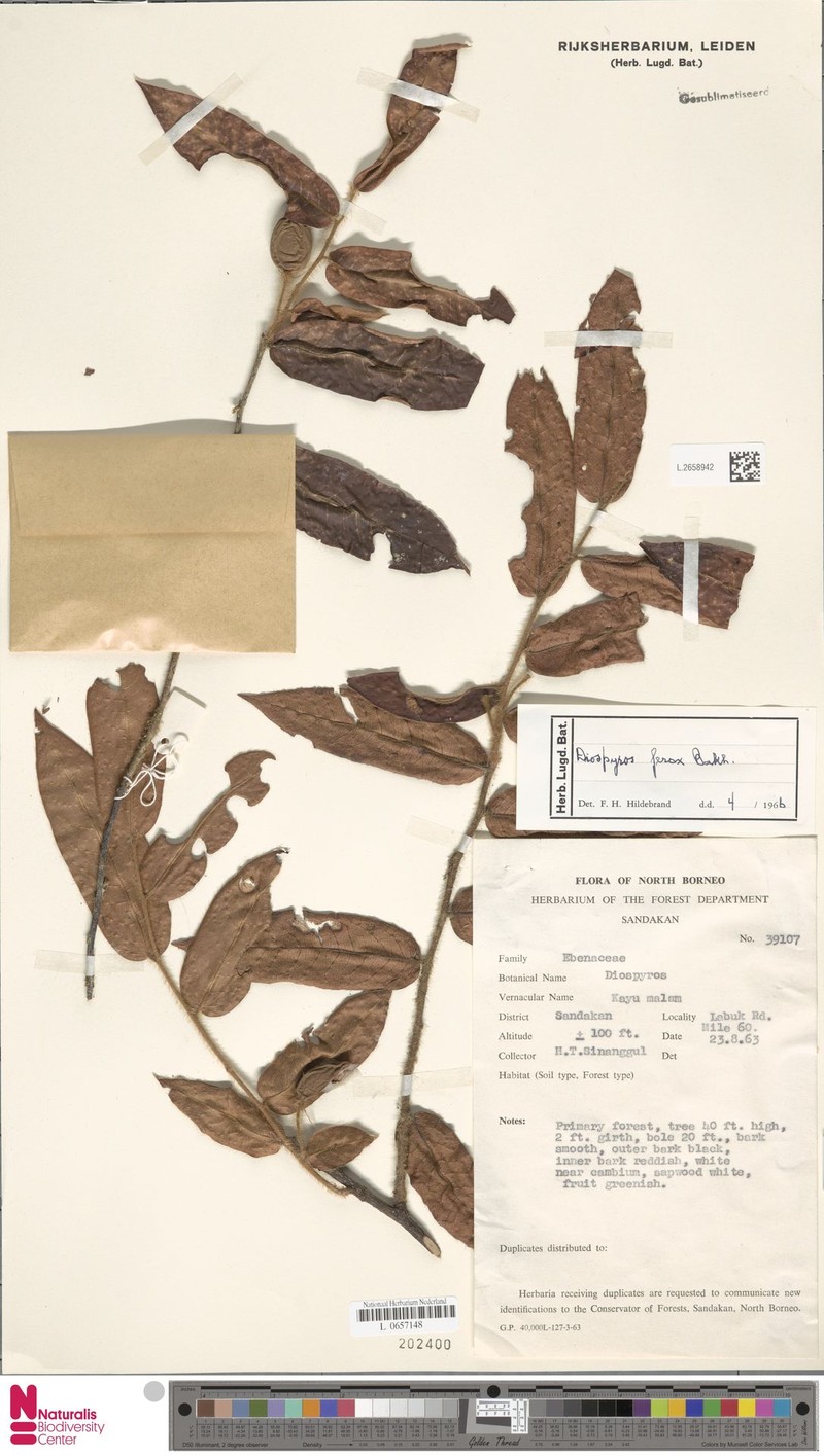 Diospyros ferox photo 5