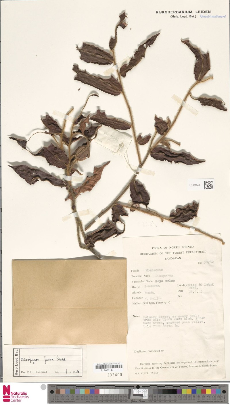 Diospyros ferox photo 6