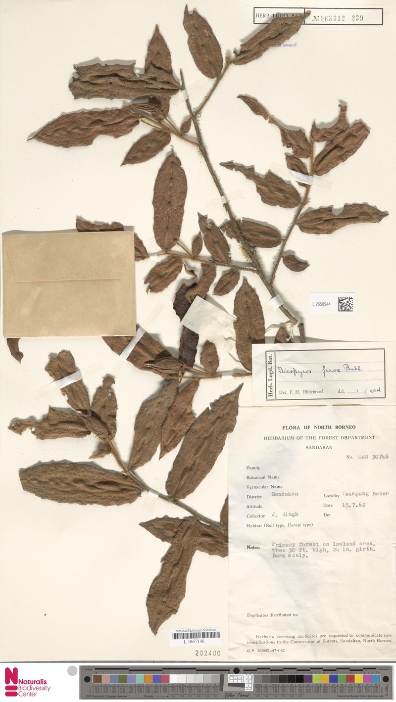 Diospyros ferox photo 7