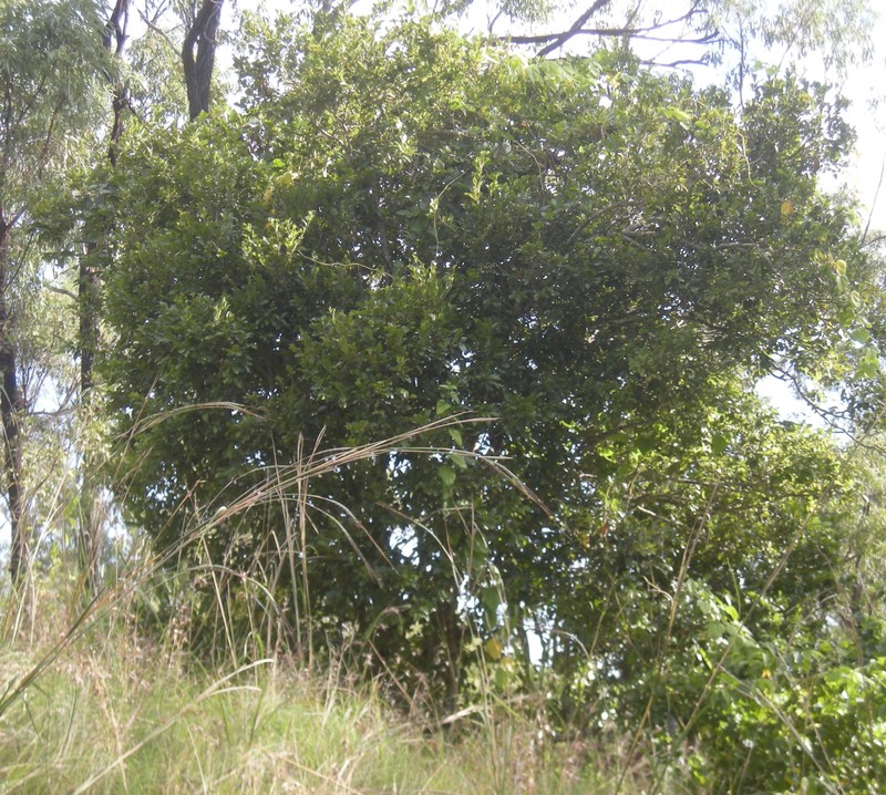 Black Ebony photo 3