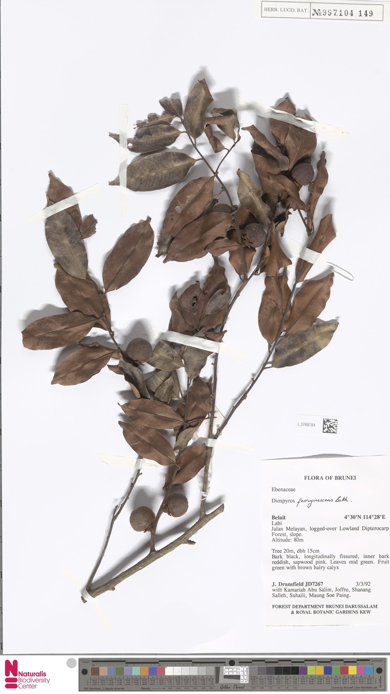 Diospyros ferruginescens