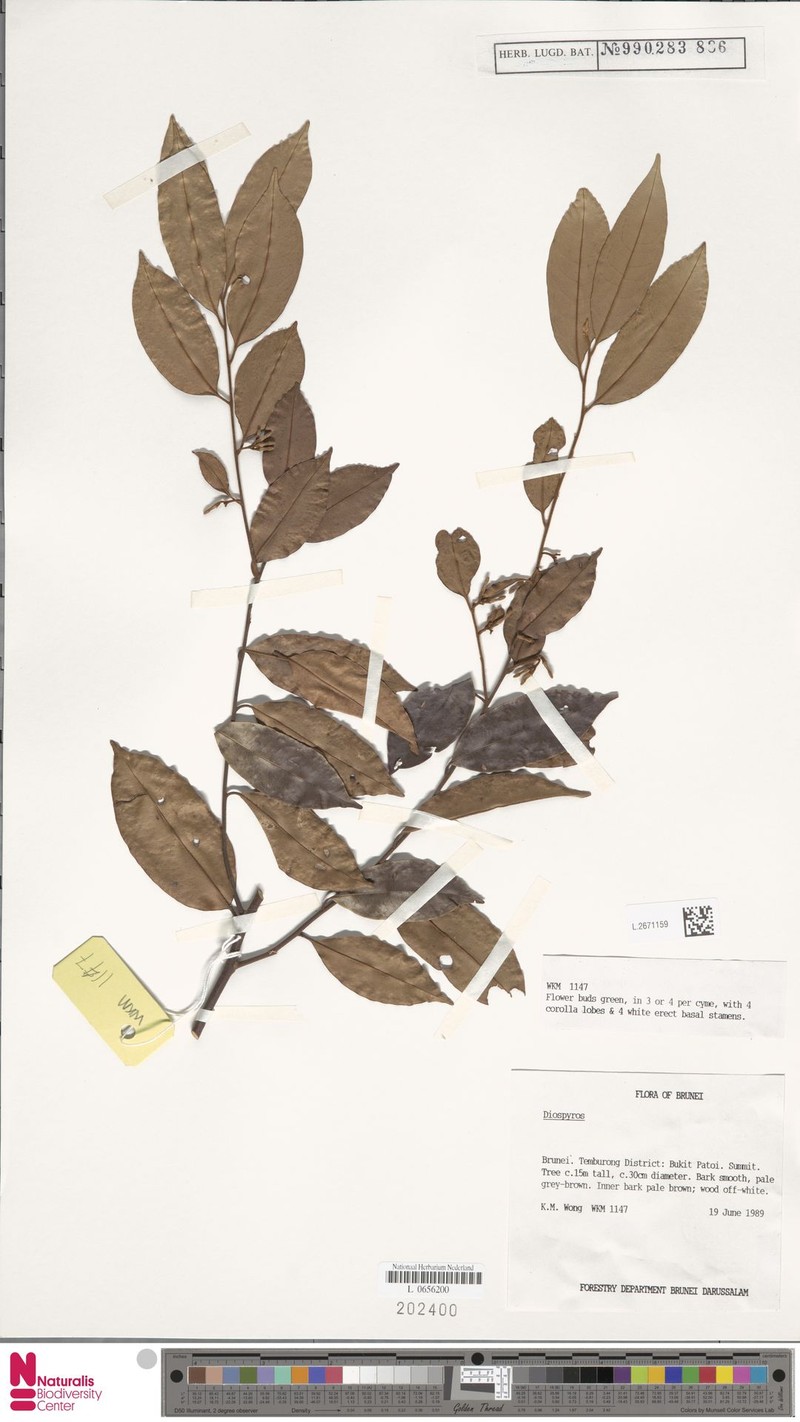 Diospyros ferruginescens photo 2