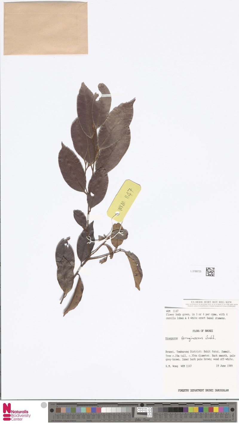 Diospyros ferruginescens photo 3