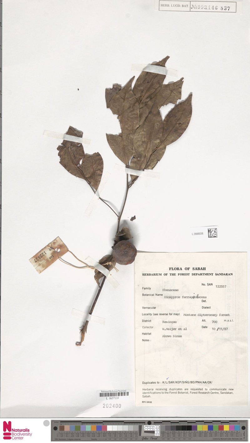 Diospyros ferruginescens photo 4