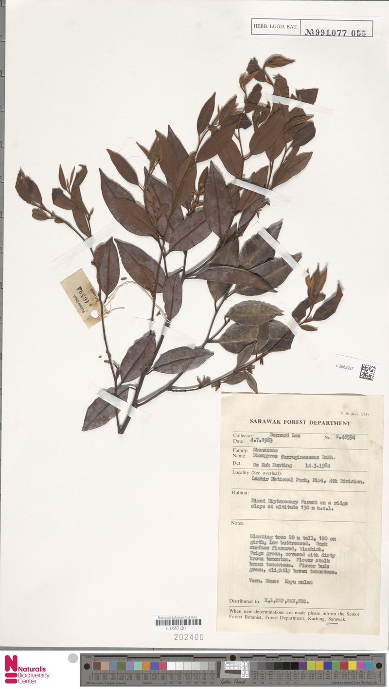 Diospyros ferruginescens photo 5
