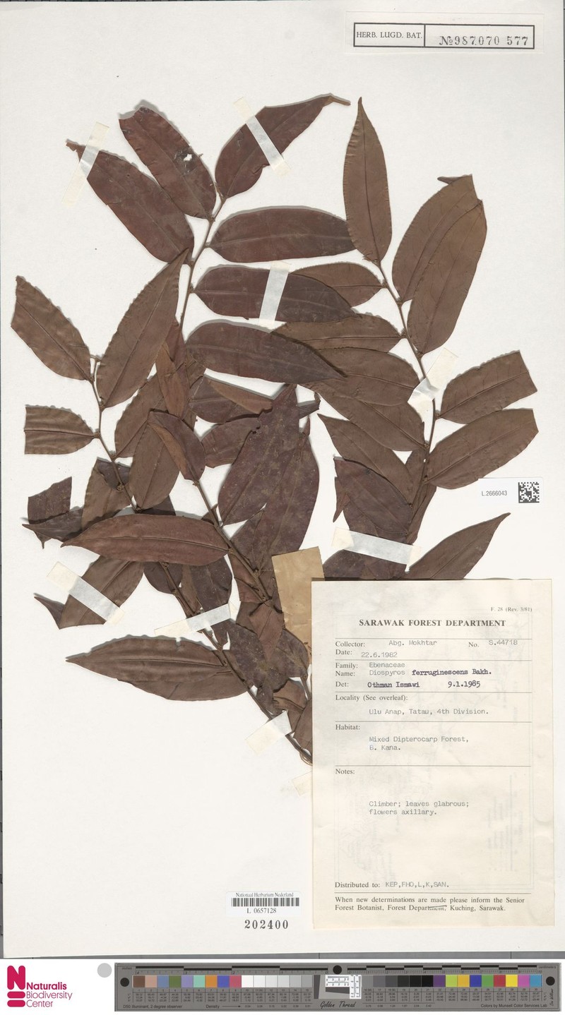 Diospyros ferruginescens photo 6