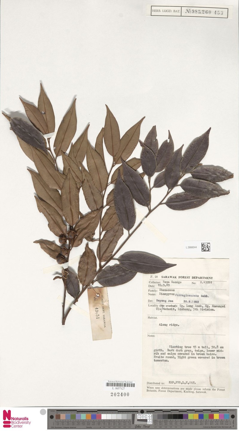 Diospyros ferruginescens photo 7