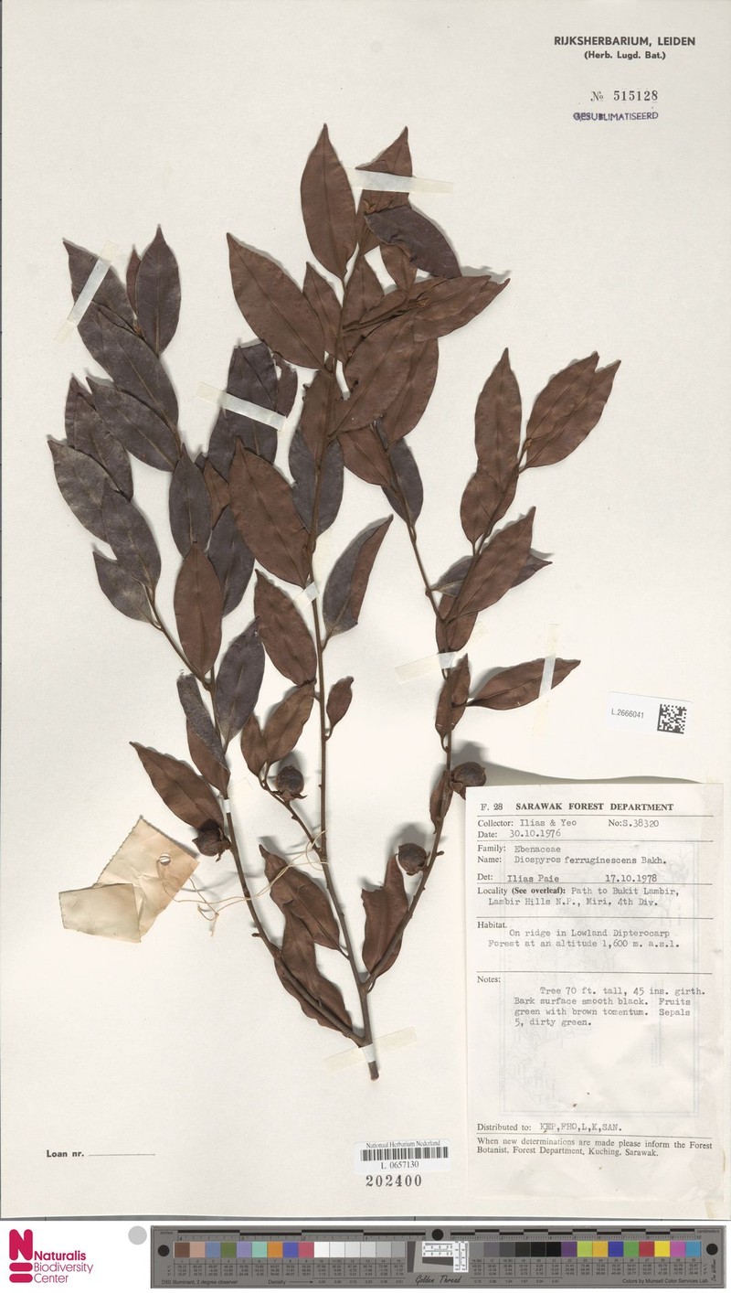 Diospyros ferruginescens photo 8