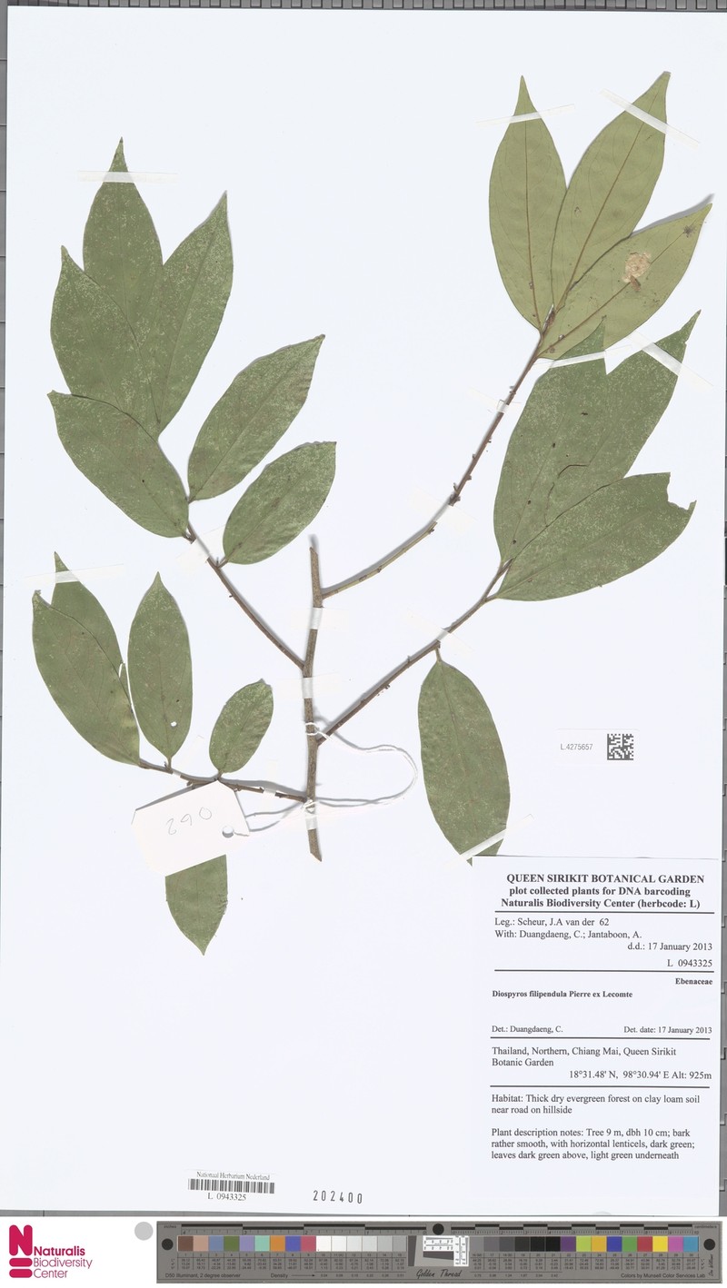 Diospyros filipendula
