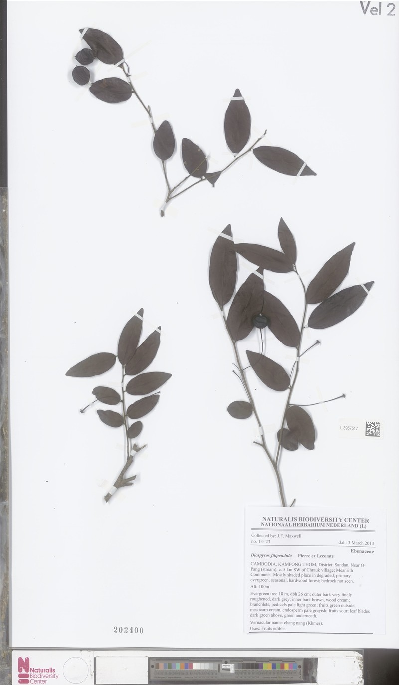 Diospyros filipendula photo 2