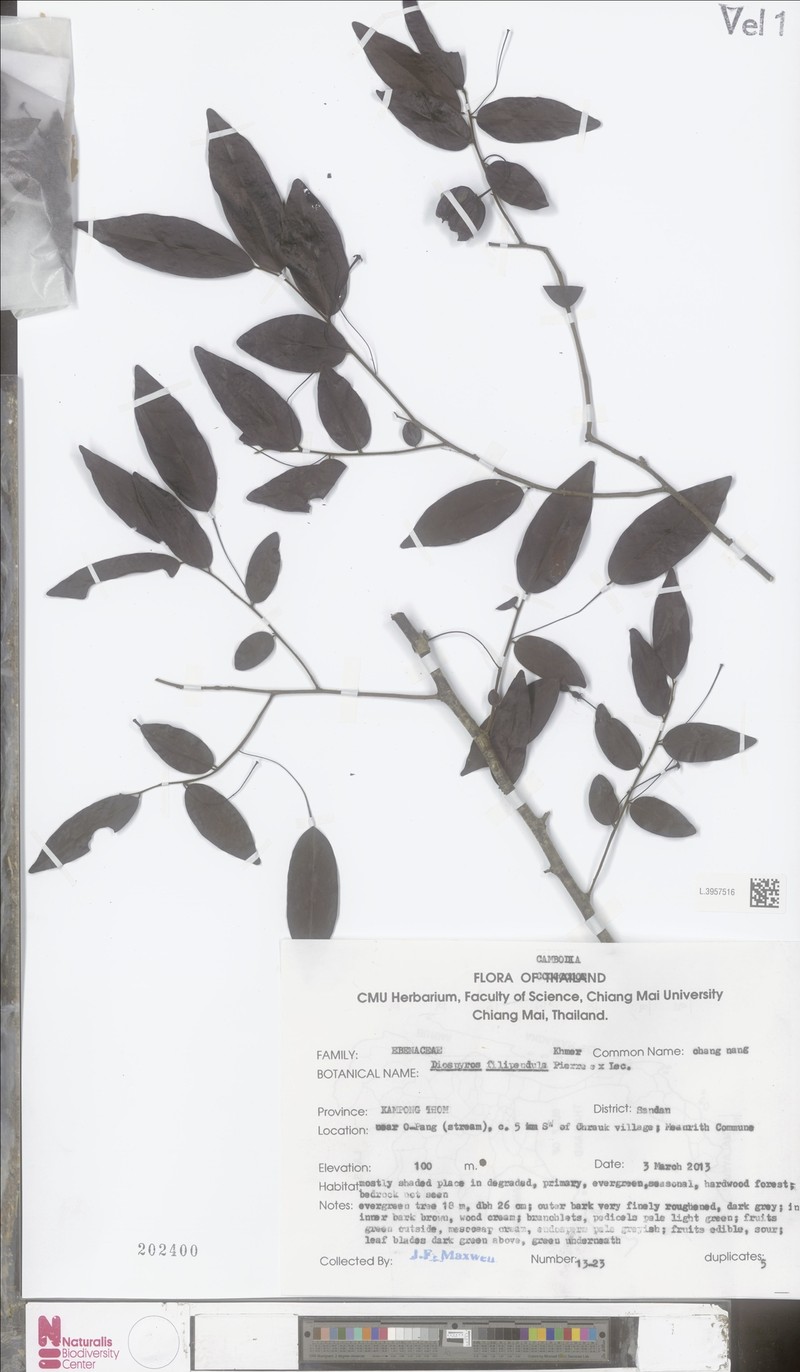 Diospyros filipendula photo 3