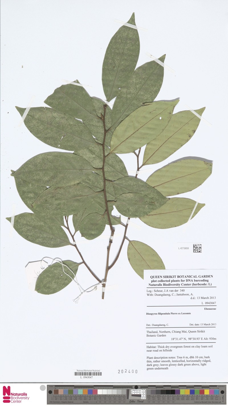 Diospyros filipendula photo 4
