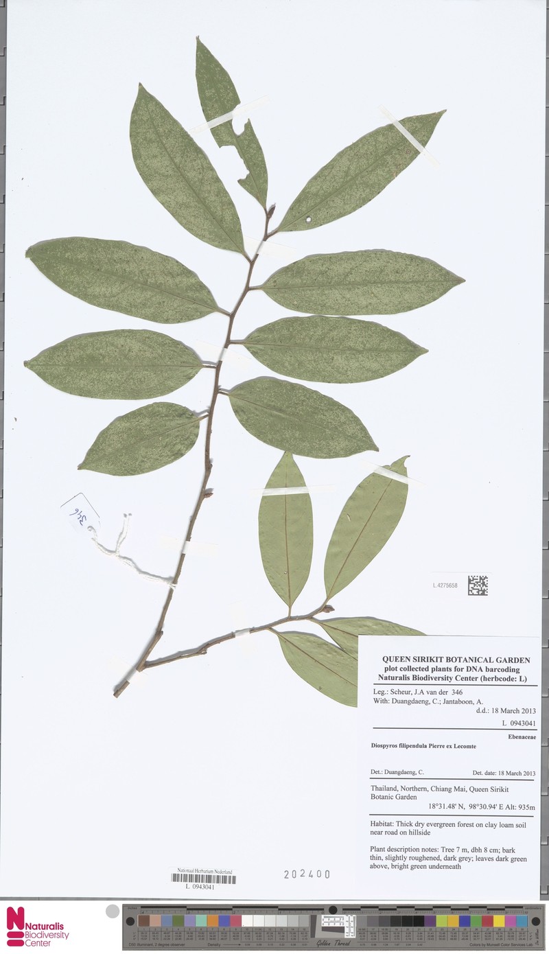 Diospyros filipendula photo 5