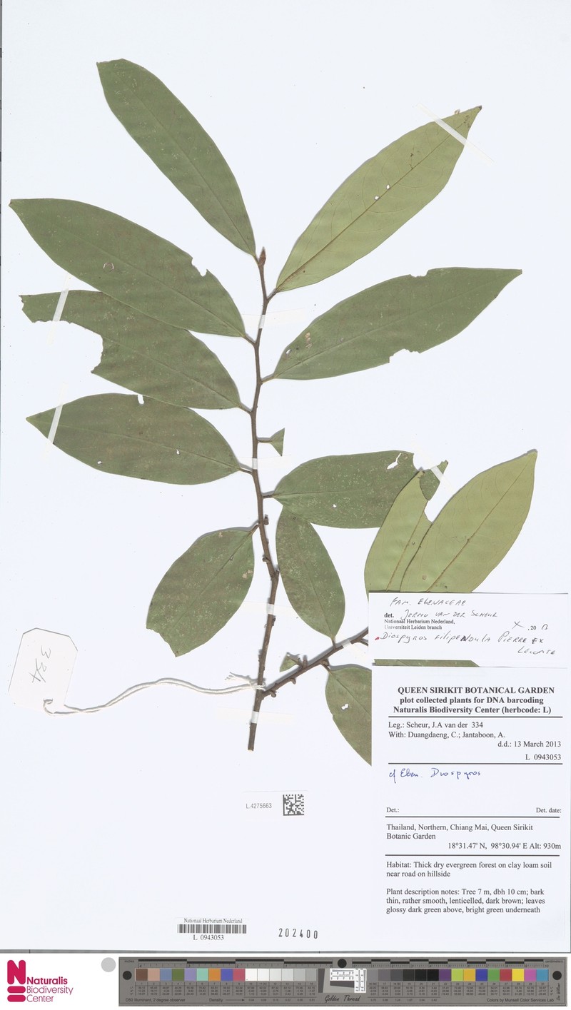 Diospyros filipendula photo 6