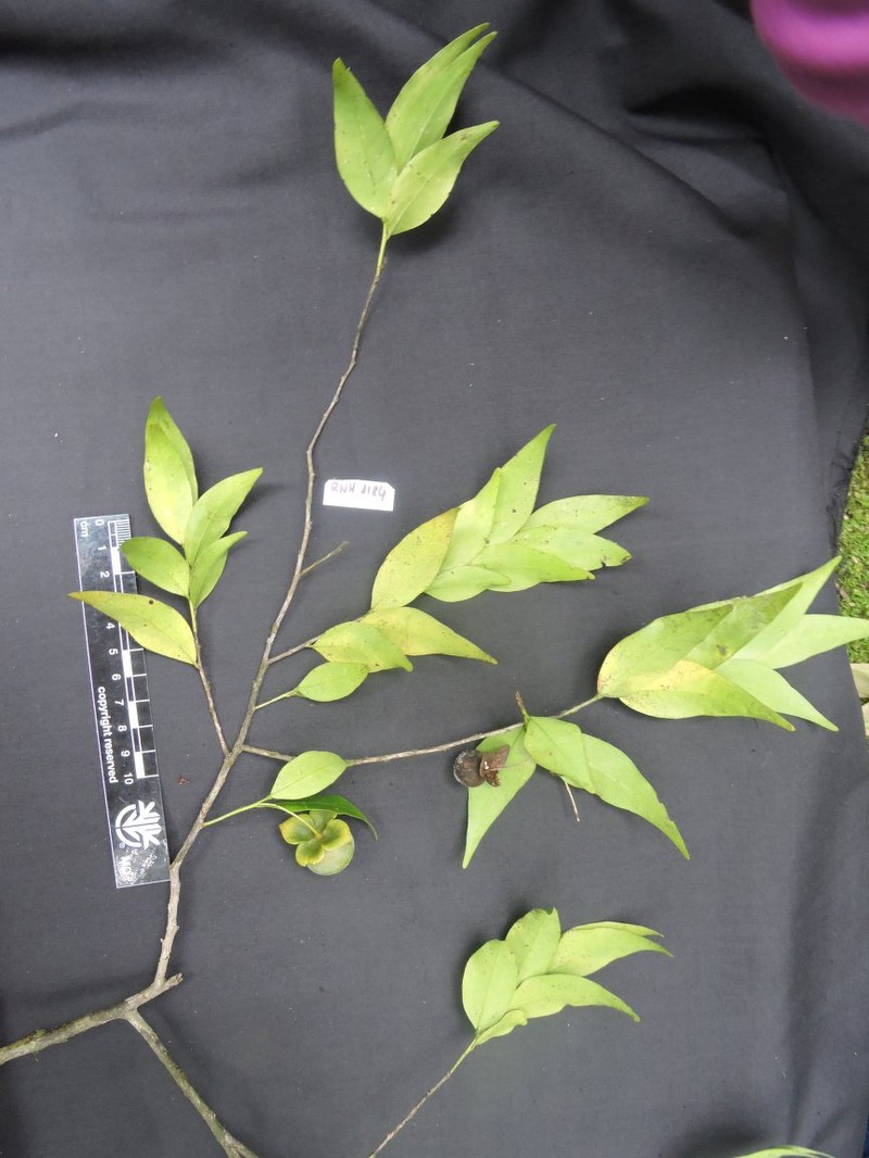 Diospyros filipes