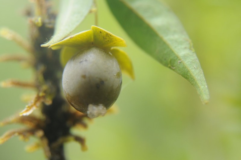 Diospyros filipes photo 2