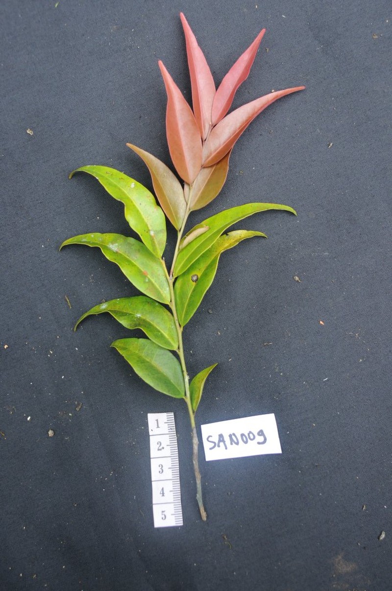 Diospyros filipes photo 3