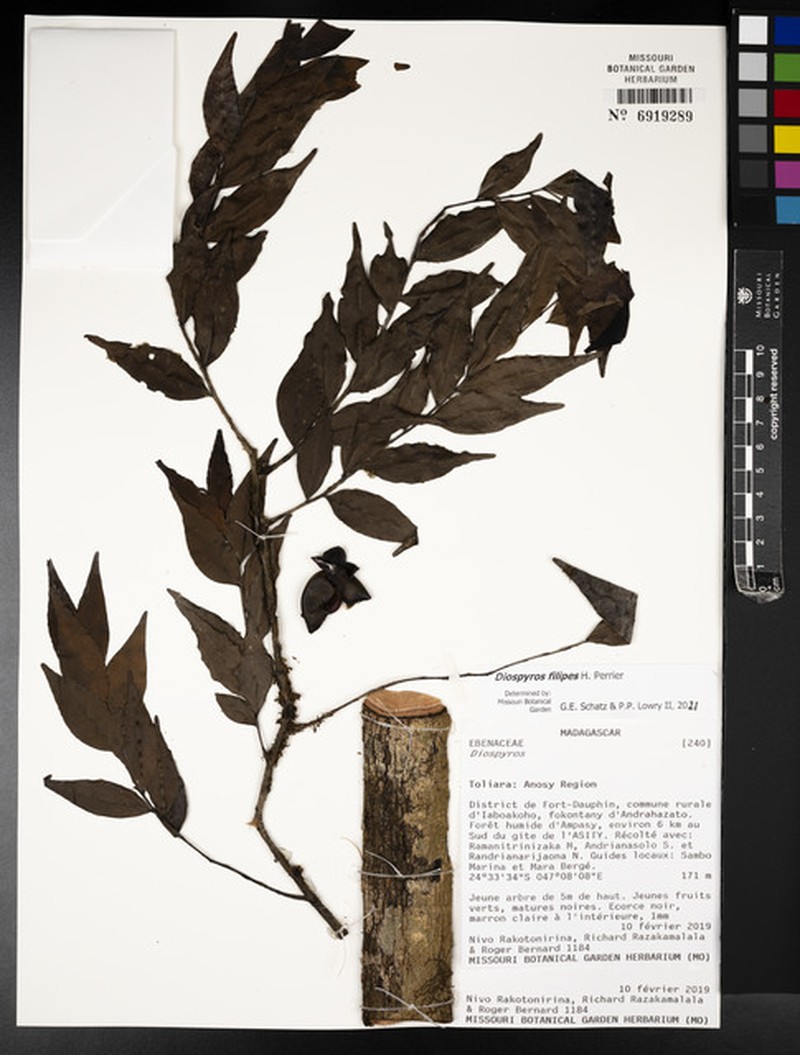 Diospyros filipes photo 4