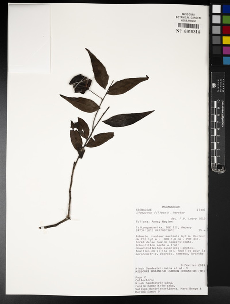 Diospyros filipes photo 5