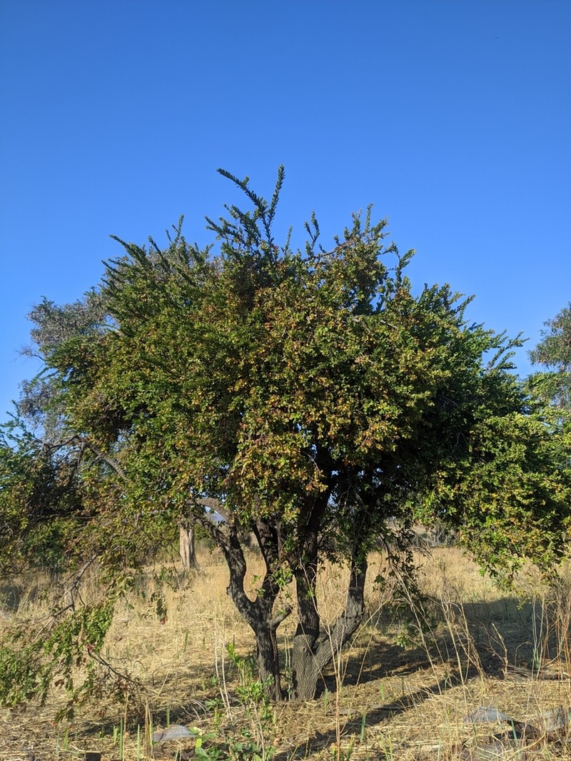 Diospyros fischeri