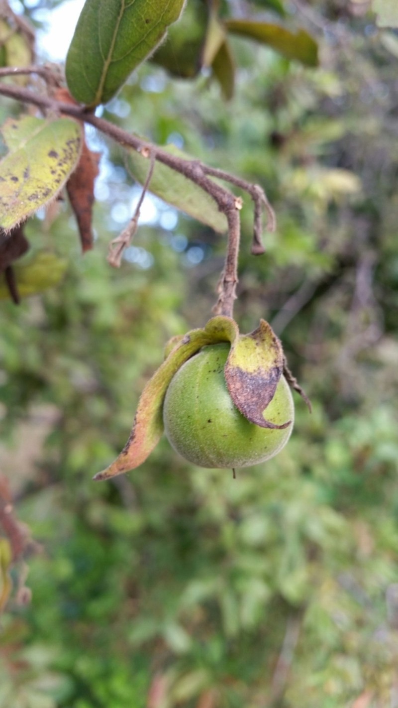 Diospyros fischeri photo 2