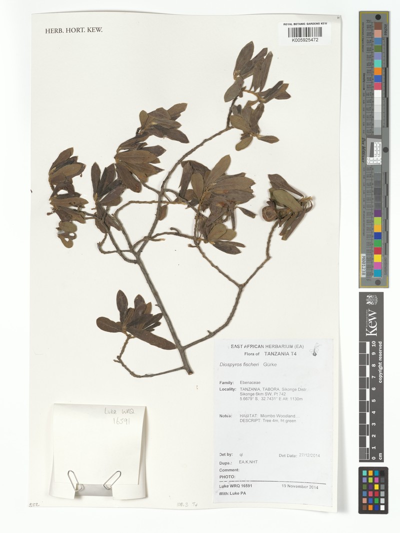 Diospyros fischeri photo 3