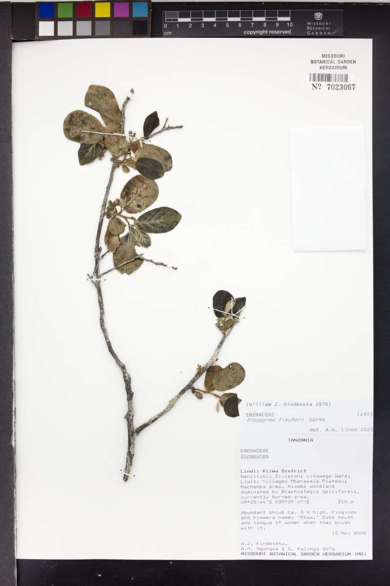 Diospyros fischeri photo 4