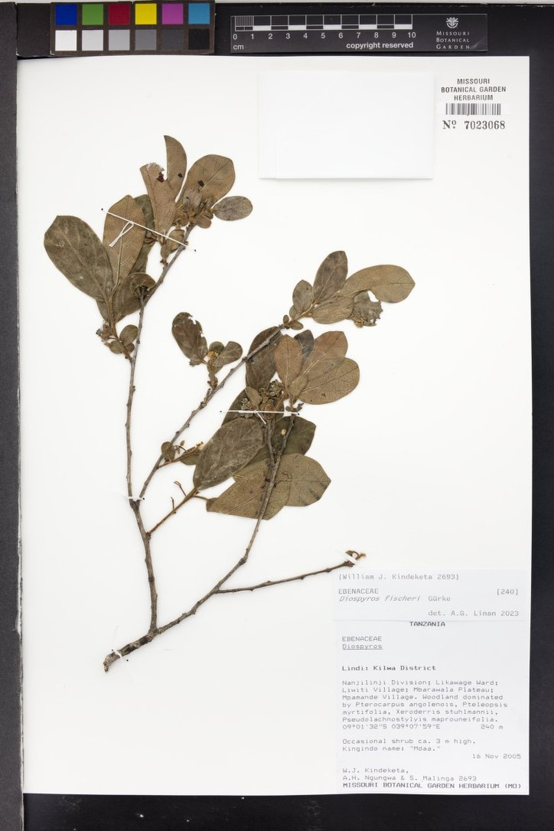 Diospyros fischeri photo 5