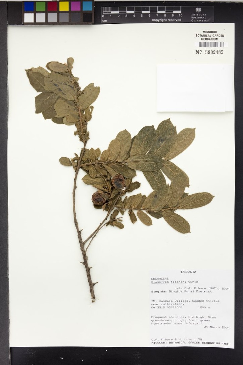 Diospyros fischeri photo 6