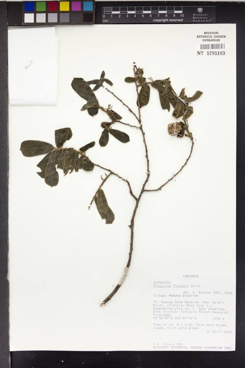Diospyros fischeri photo 7