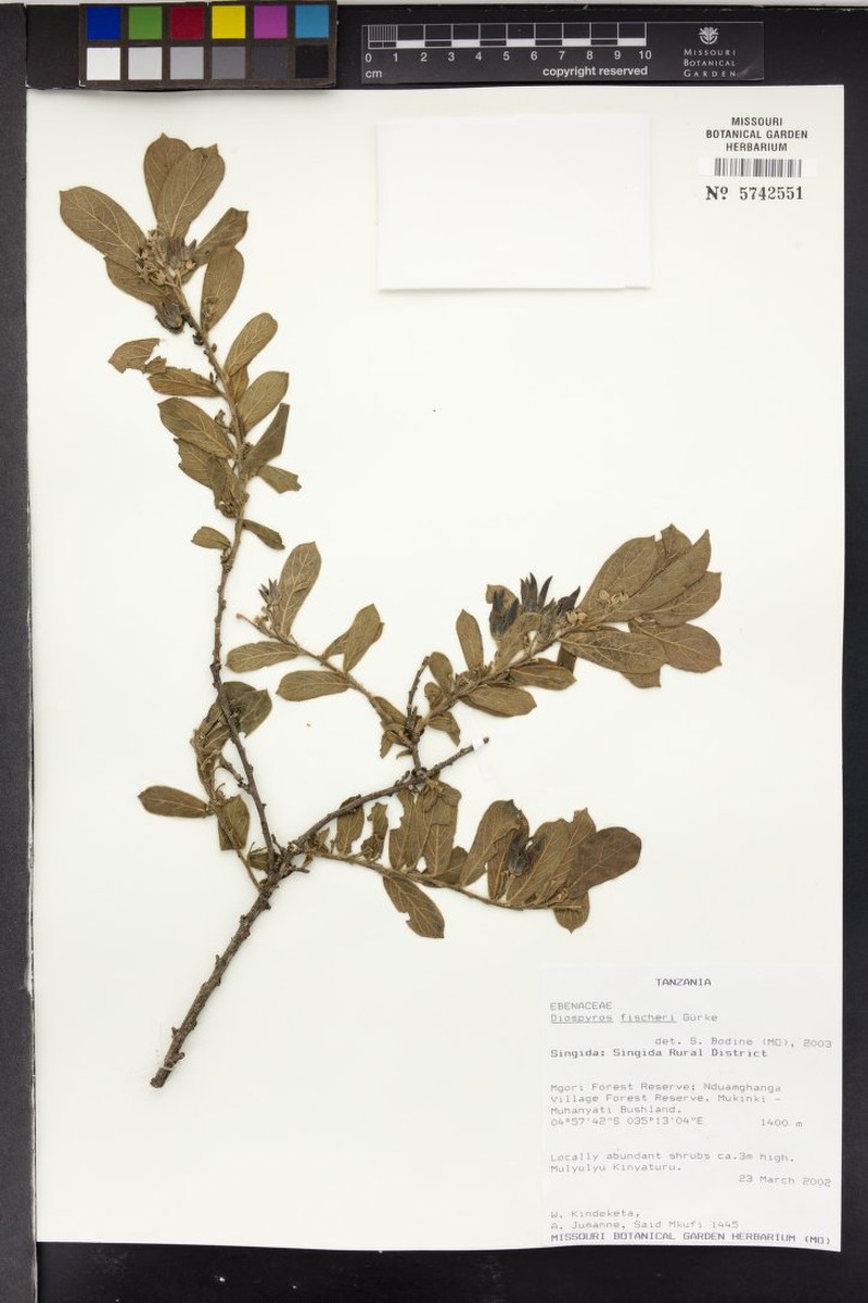 Diospyros fischeri photo 8