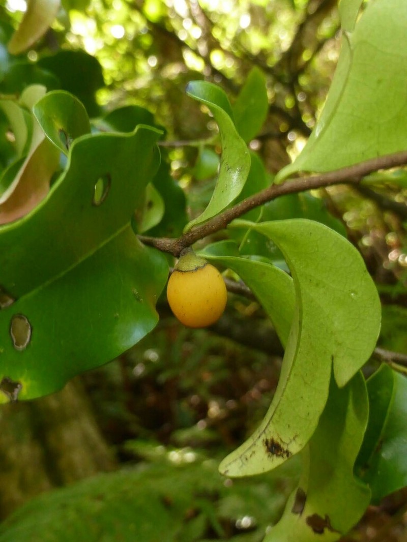 Diospyros flavocarpa