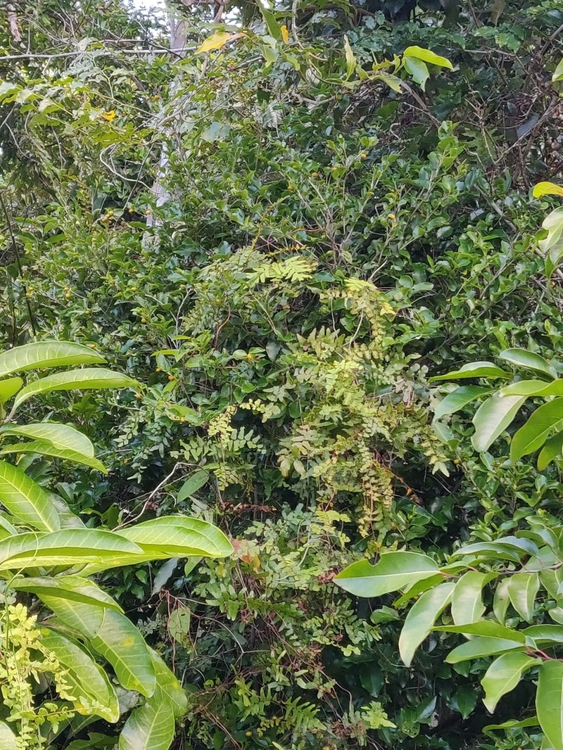 Diospyros flavocarpa photo 3