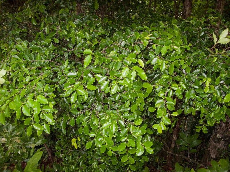 Diospyros flavocarpa photo 4
