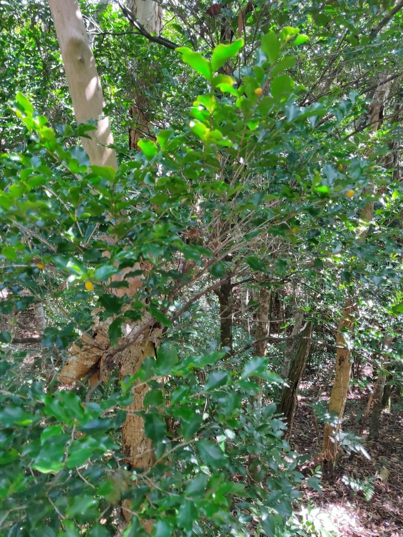 Diospyros flavocarpa photo 5