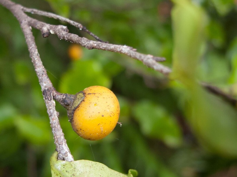 Diospyros flavocarpa photo 6