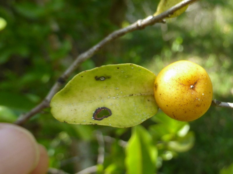 Diospyros flavocarpa photo 8