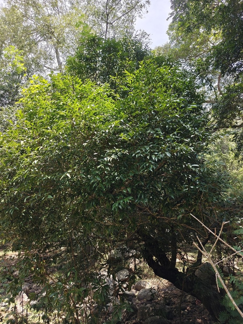 Diospyros foliolosa