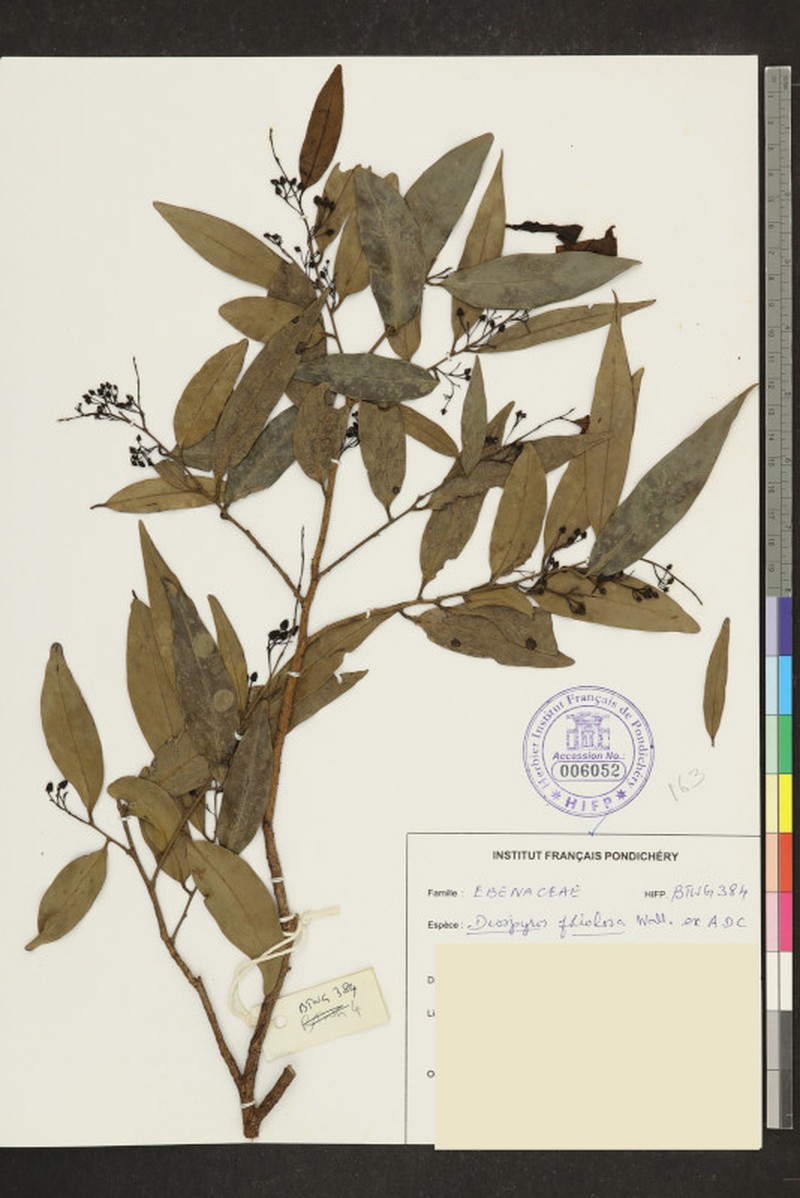 Diospyros foliolosa photo 2
