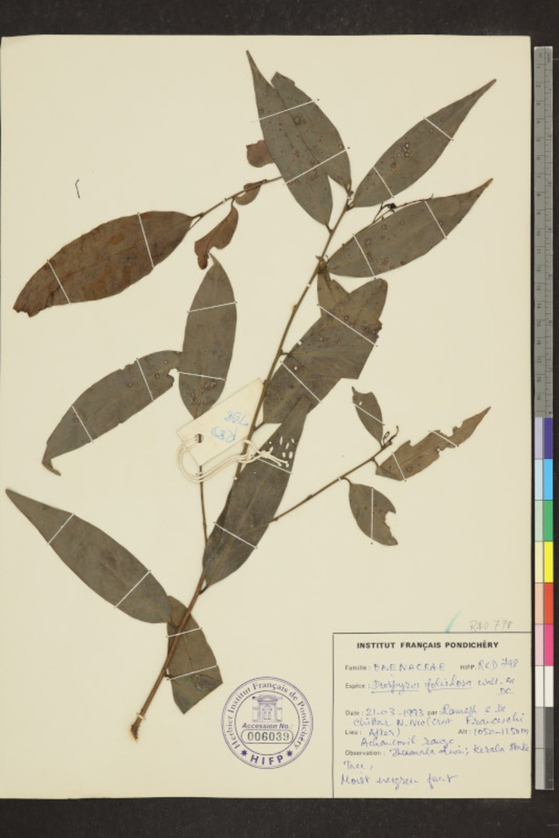 Diospyros foliolosa photo 3