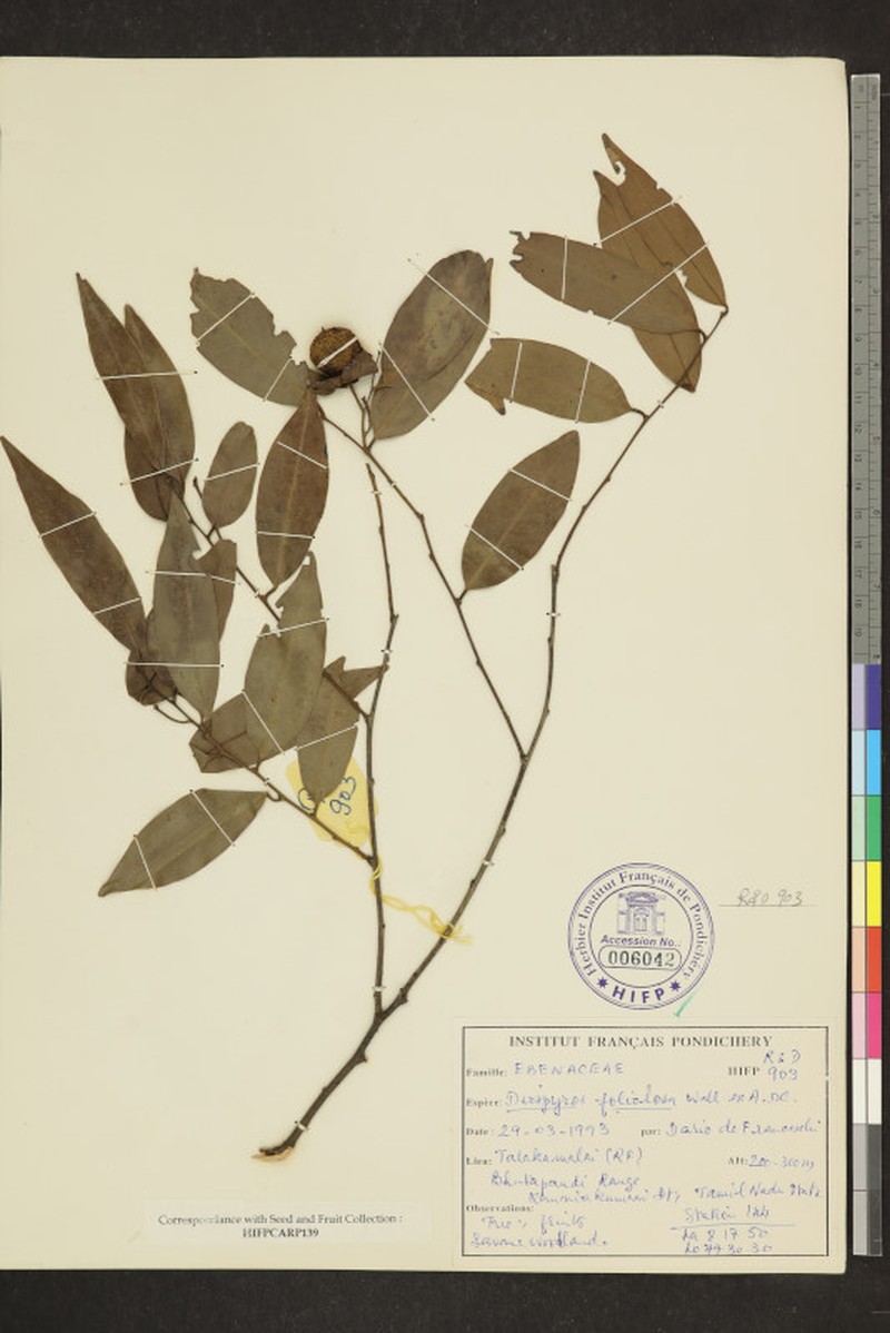 Diospyros foliolosa photo 4