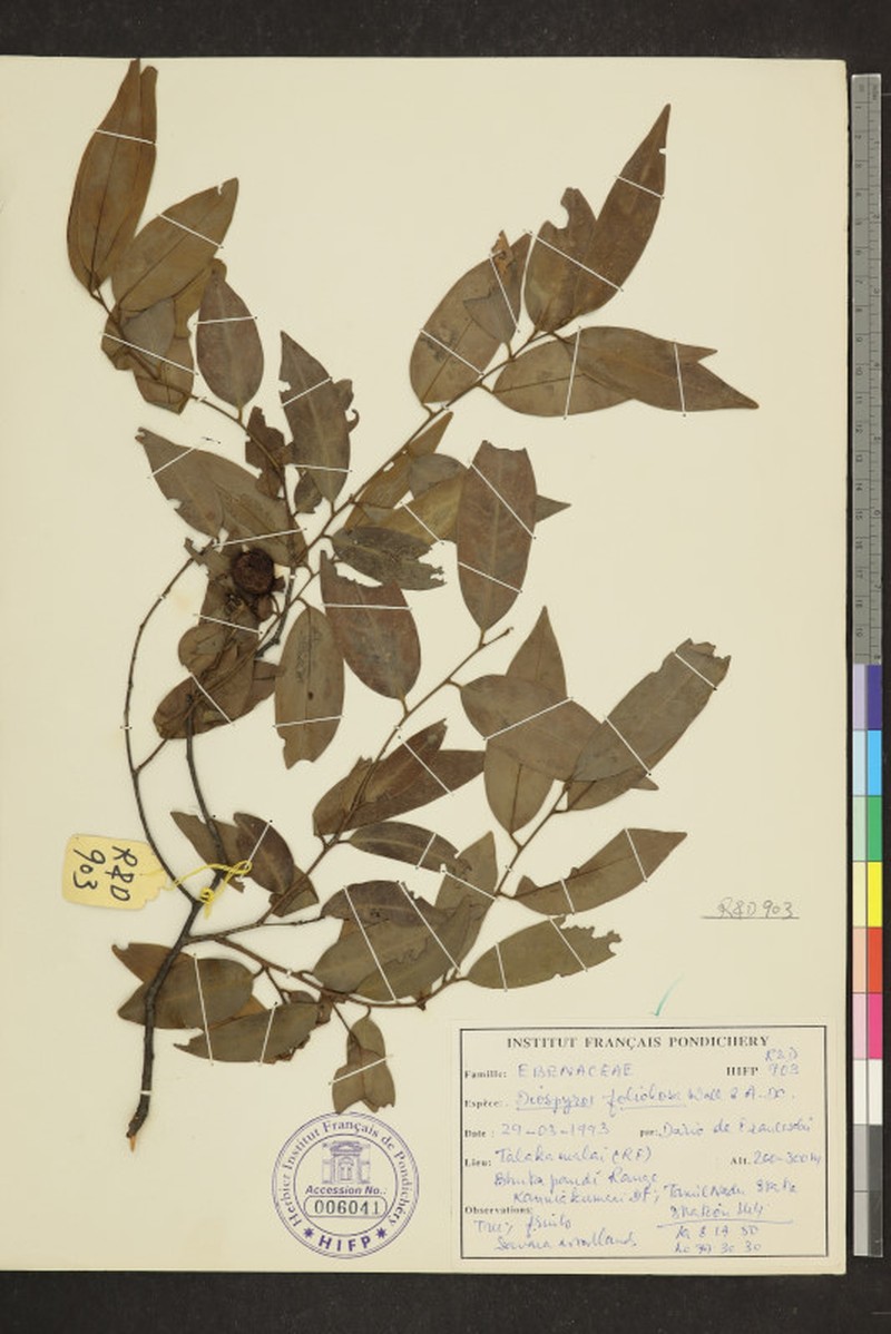 Diospyros foliolosa photo 5