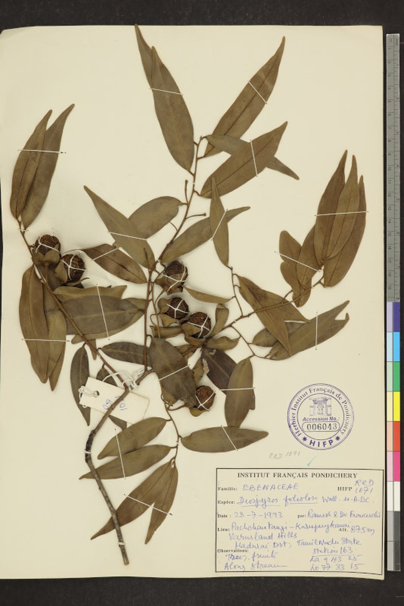 Diospyros foliolosa photo 6