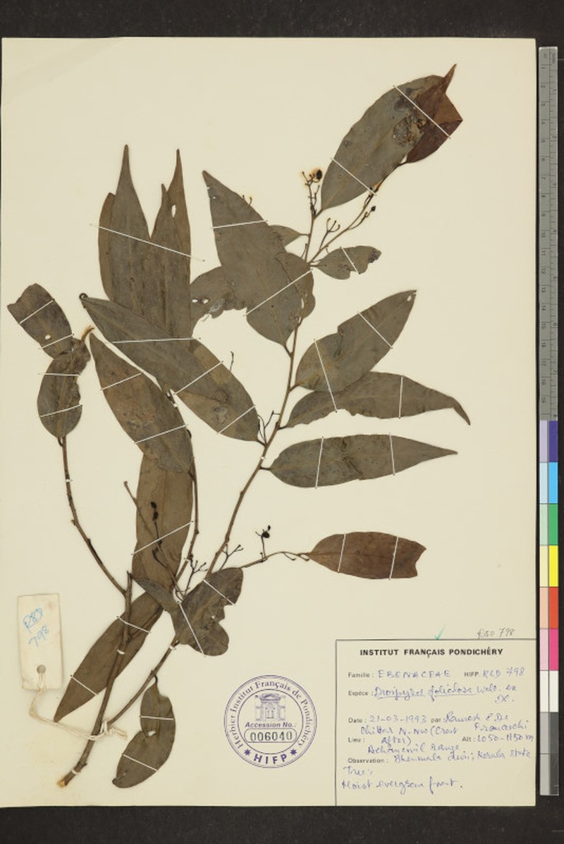 Diospyros foliolosa photo 7